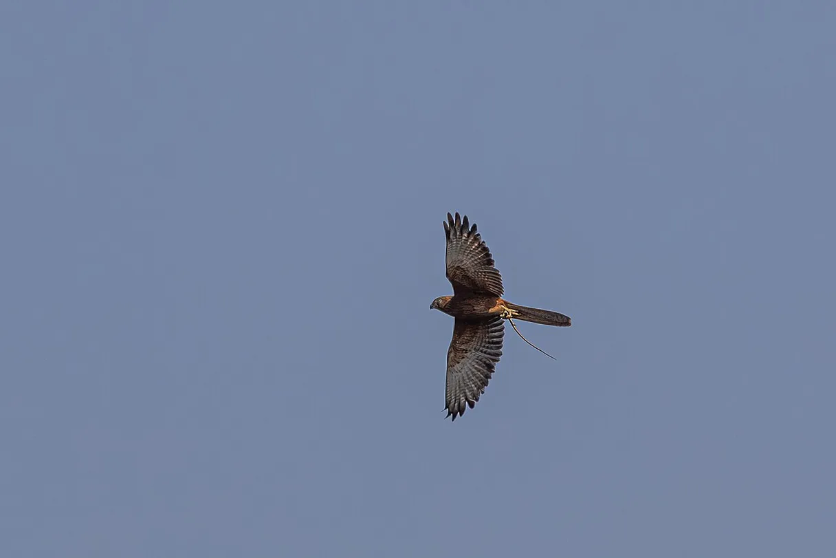 Kestrel