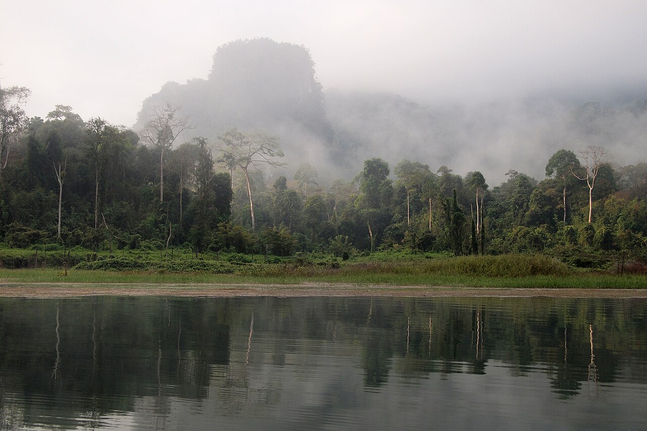 Rainforest