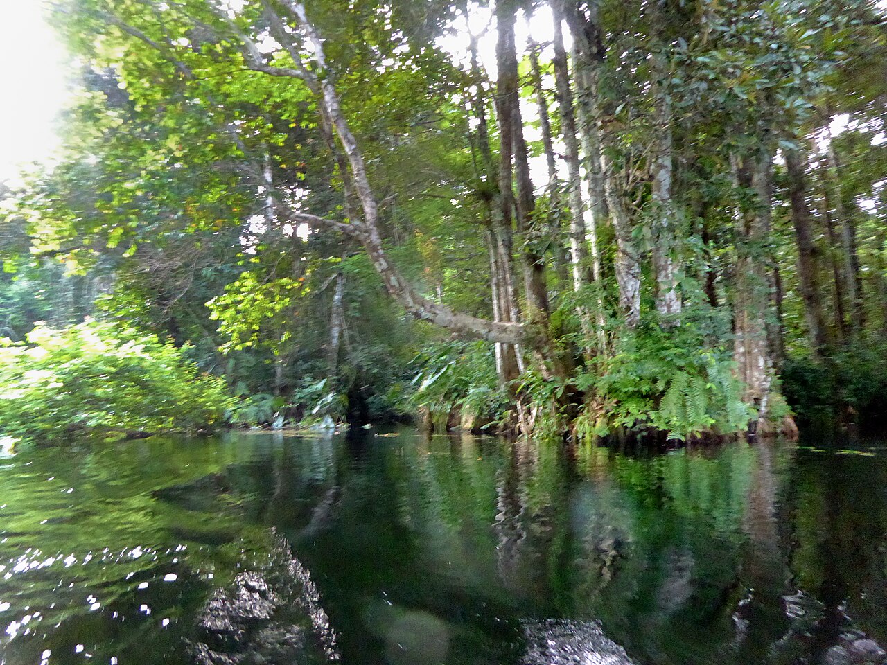 Rainforest
