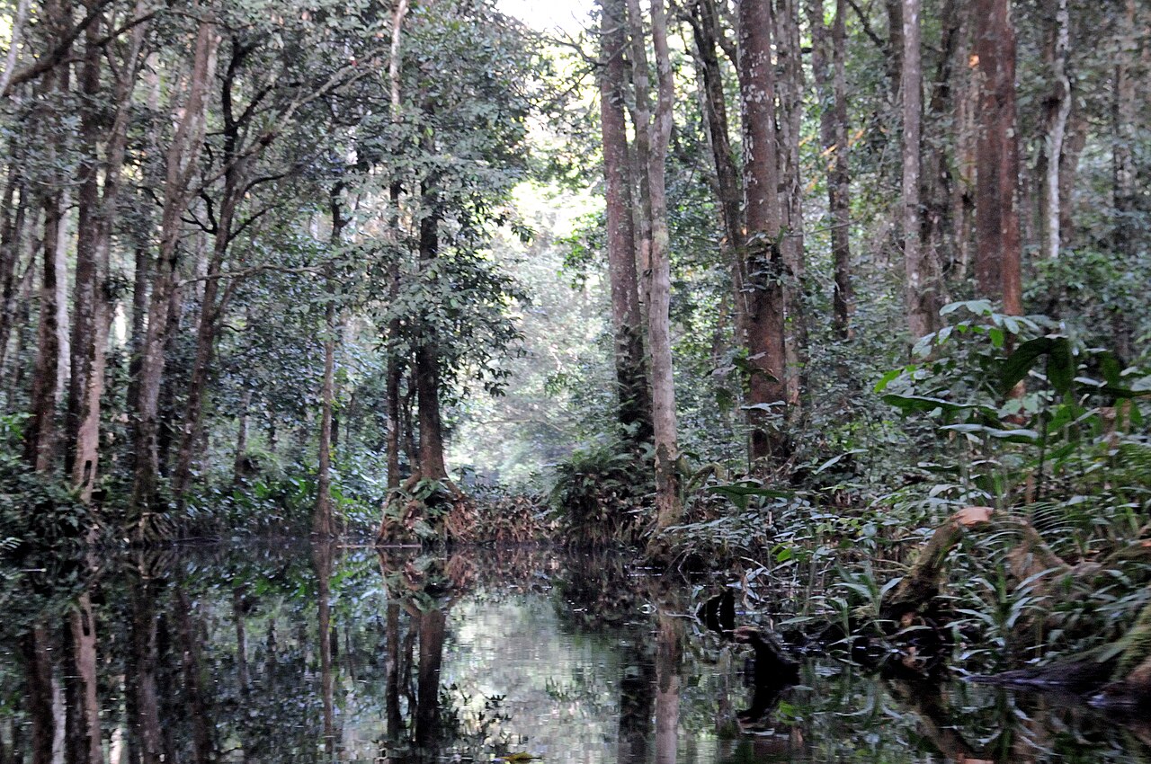 Rainforest